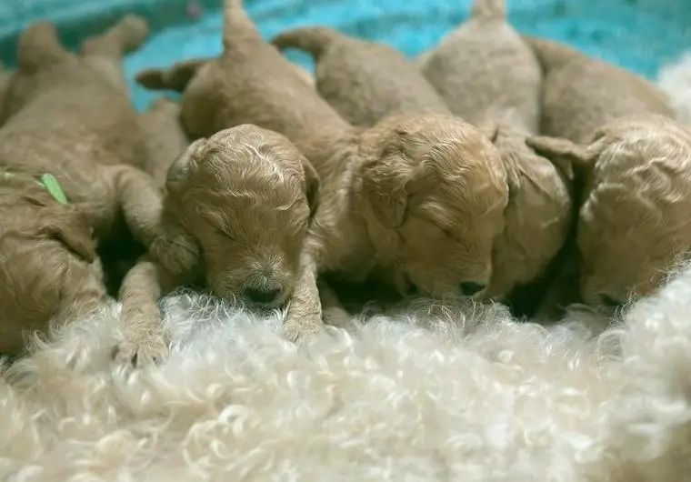 **Königspudel / Grosspudel / Pudel Welpen Grosspudelwelpen - VDH-Papiere - Farbe fawn hell & dunkel**