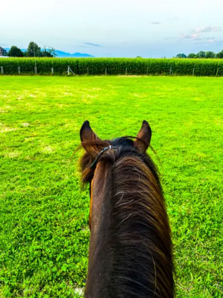 Reitstunden, Bodenarbeit, Verladetraining und mehr