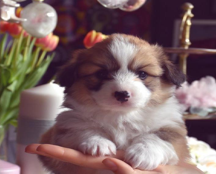 Süsse Welsh Corgi Pembroke Welpen