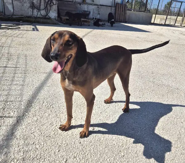 Buddy: Mischlingsrüde, ca. 4,4 Jahre, z.zt. in Griechenland