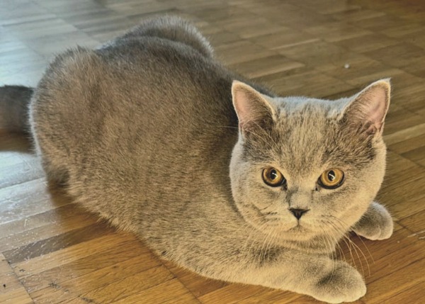 British Kurzhaar lilac Deckkater