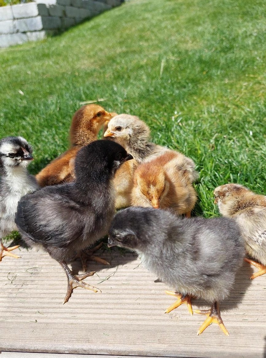 Zwerghühner Küken zu verkaufen