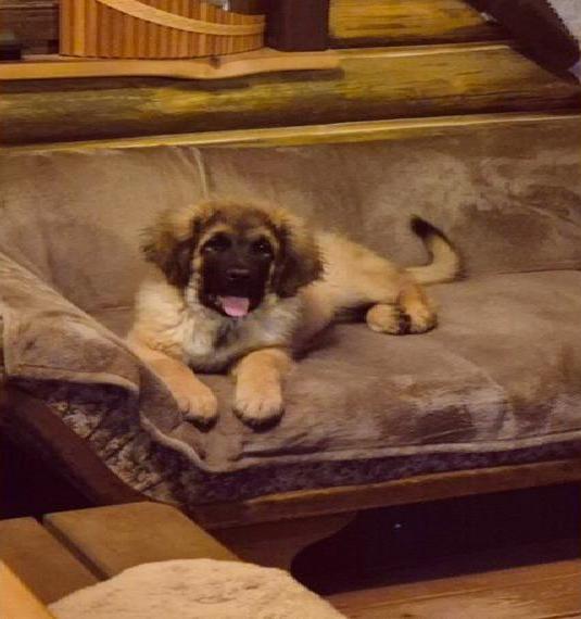 7 Reinrassige Leonberger Welpen