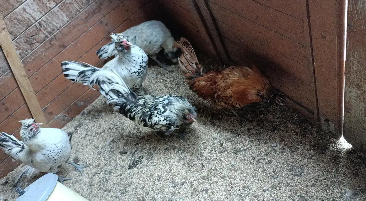 Hahn vom Tirolerhuhn / Appenzeller Spitzhauben