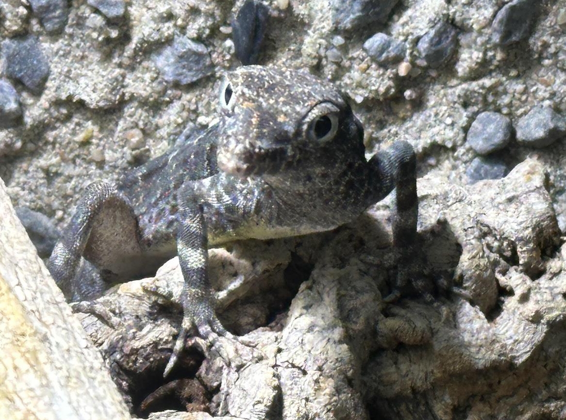 1.1 Pristurus carteri Masirah, Skorpionschwanzgecko