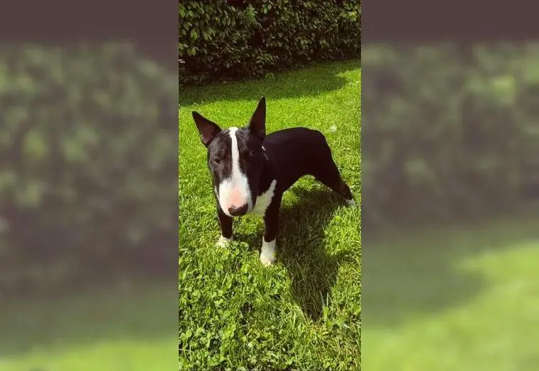 Miniatur Bullterrier ein Herz auf vier Pfoten