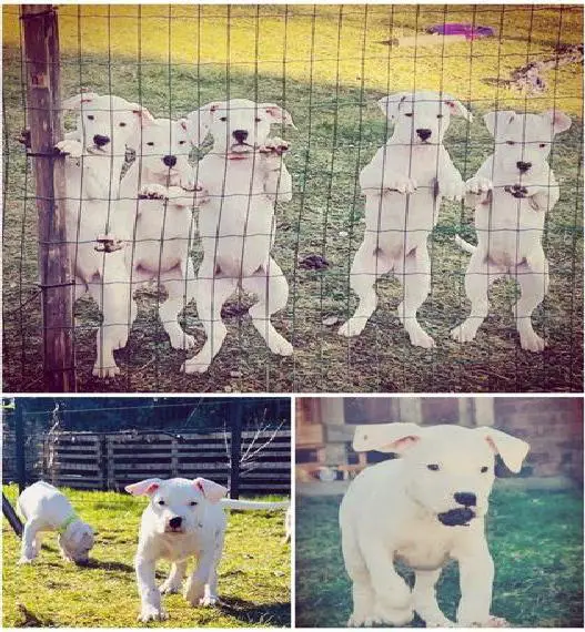 Dogo Argentino Welpen (Abgabebereit)