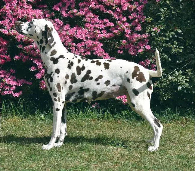 Dalmatiner Welpen abzugeben