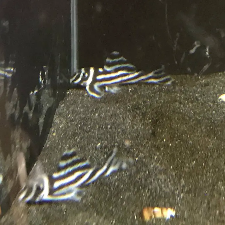 Div. L-Wels Nachzuchten