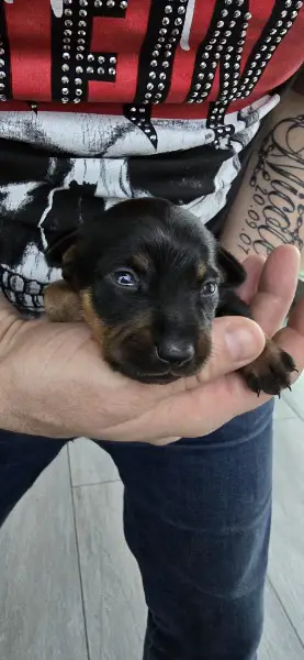 Zwergpinscher Welpen