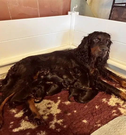 Wunderschöne Gordon Setter Welpen sind geboren
