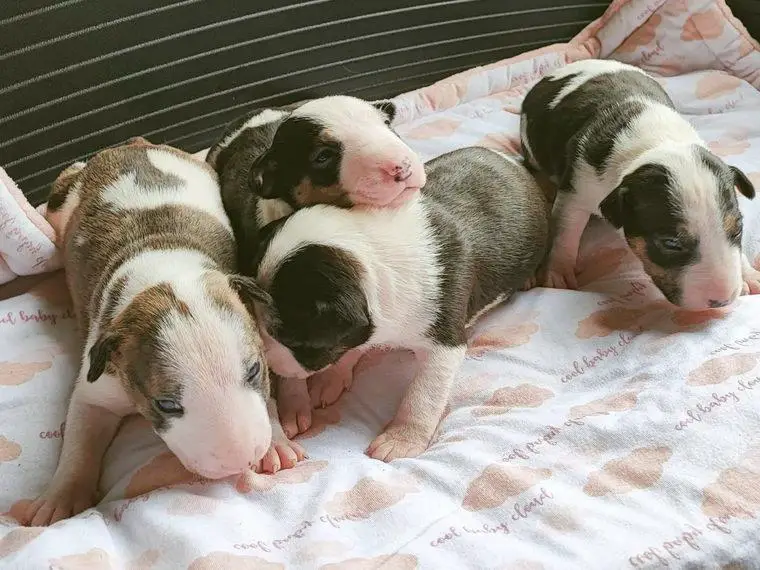 Miniatur Bullterrier Welpen, mit Ahnentafel