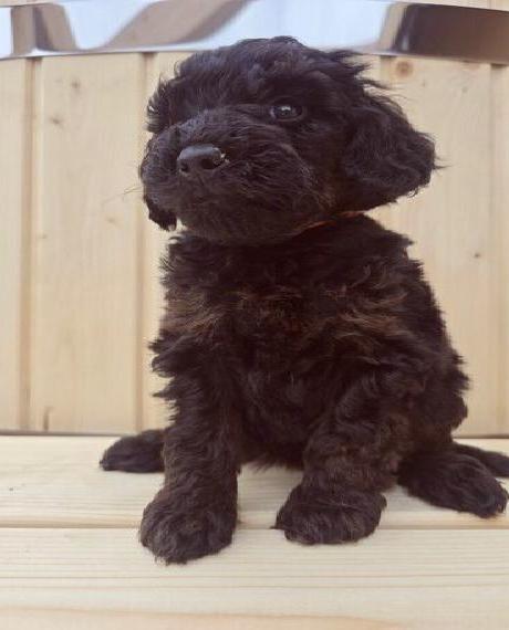 Noch eine Bernedoodle Hündin medium