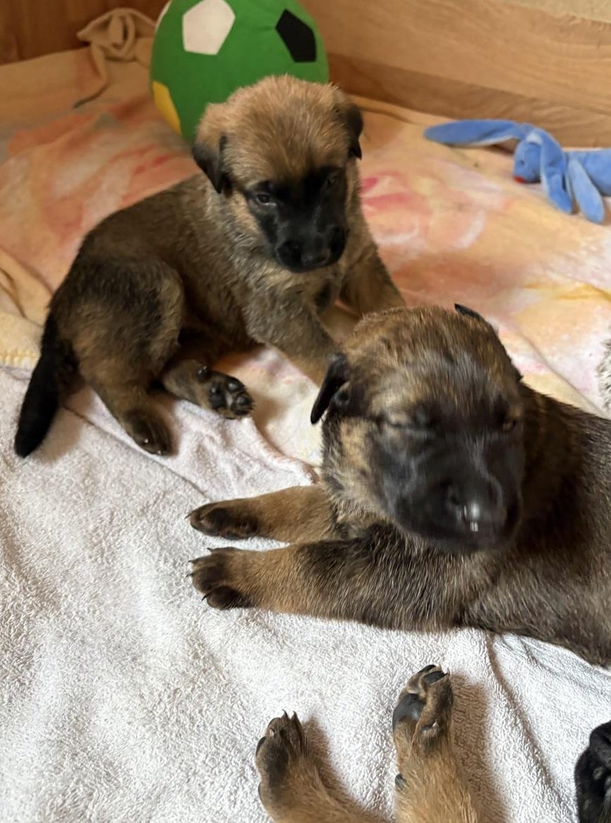 Beauceron x Schäferhund Mix Welpen suchen Zuhause