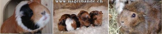 Diverse Meerschweinchen: Glatthaar, Strubeli und CH-Teddy