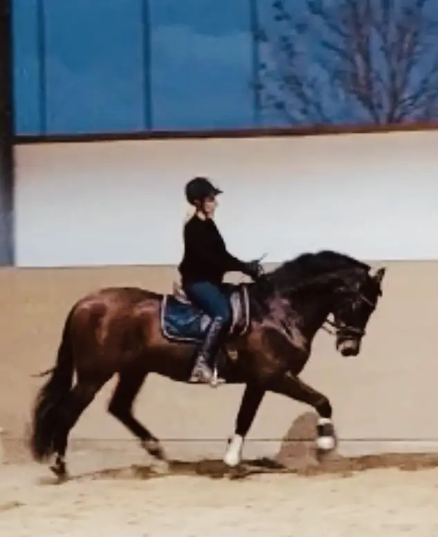 Sehr erfahrene Reitbeteiligung (Dressur) für 7j und 9j PRE Wallache