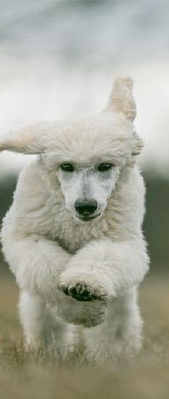 Pudel/ Grosspudel/ Königspudel Welpen