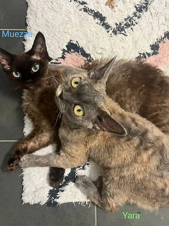 Zwei Devon Rex Katzen suchen ein neues Zuhause