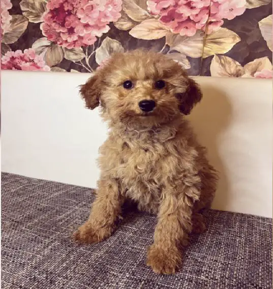 Maltipoo Mädchen