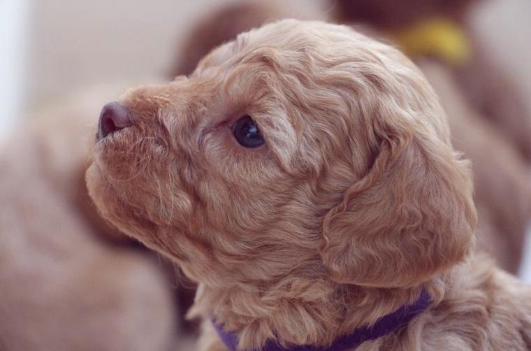 Kleinpudel Welpen Apricot in liebevolle Hände abzugeben