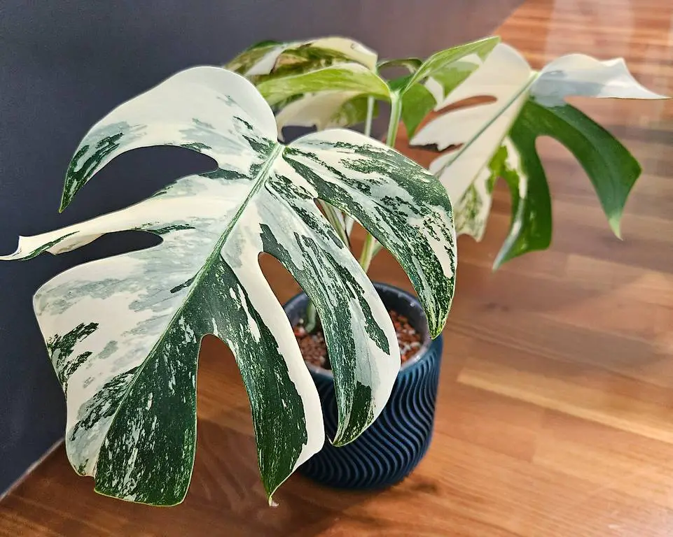 Monstera Var. Albo