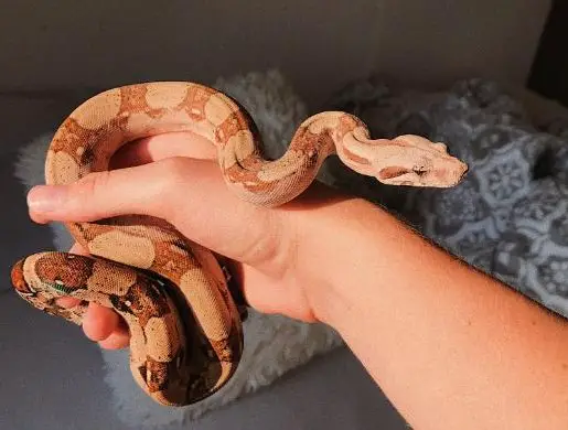 Handzahme Boa Constrictor Imperator abzugeben