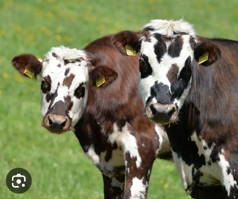 Normande Kühe gesucht