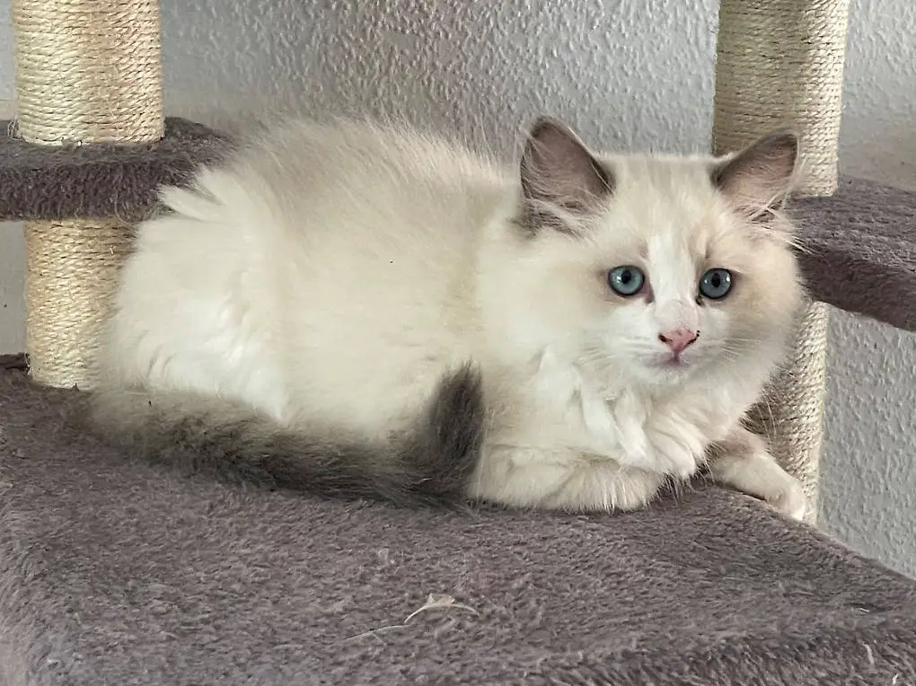 Ragdoll Herrchen