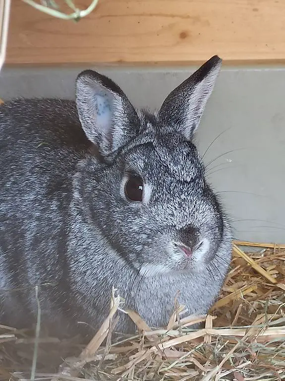 Farbenzwerg Chinchilla Babys Reinrassig