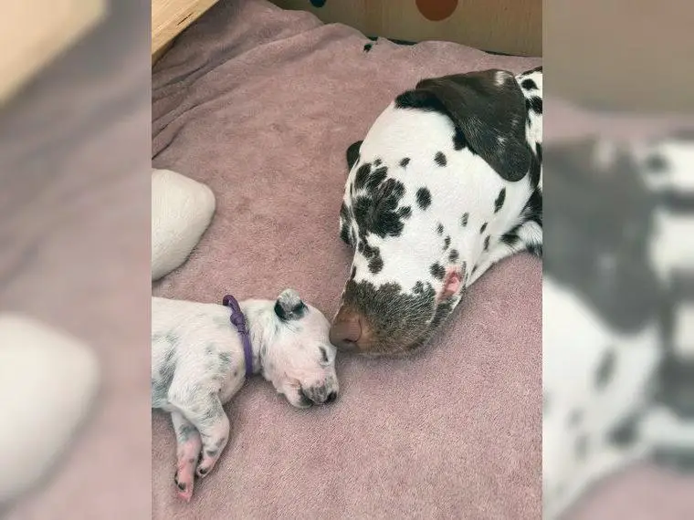 Dalmatinerwelpe Hündin mit Papieren