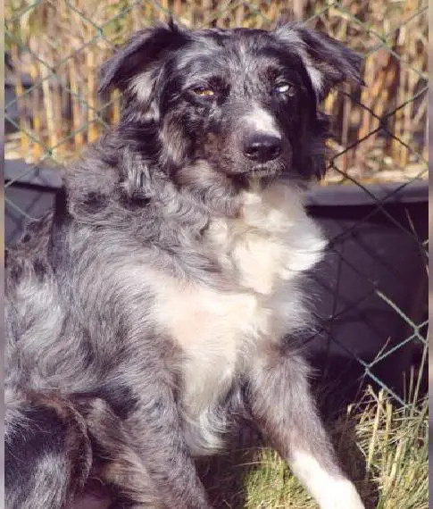 Wurfankündigung: Aussiedor-Welpen