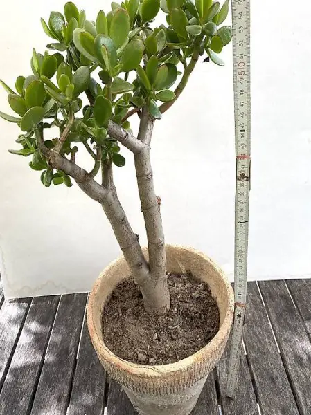 CRASSULA OVATA DoppelStamm 8Jahre alt