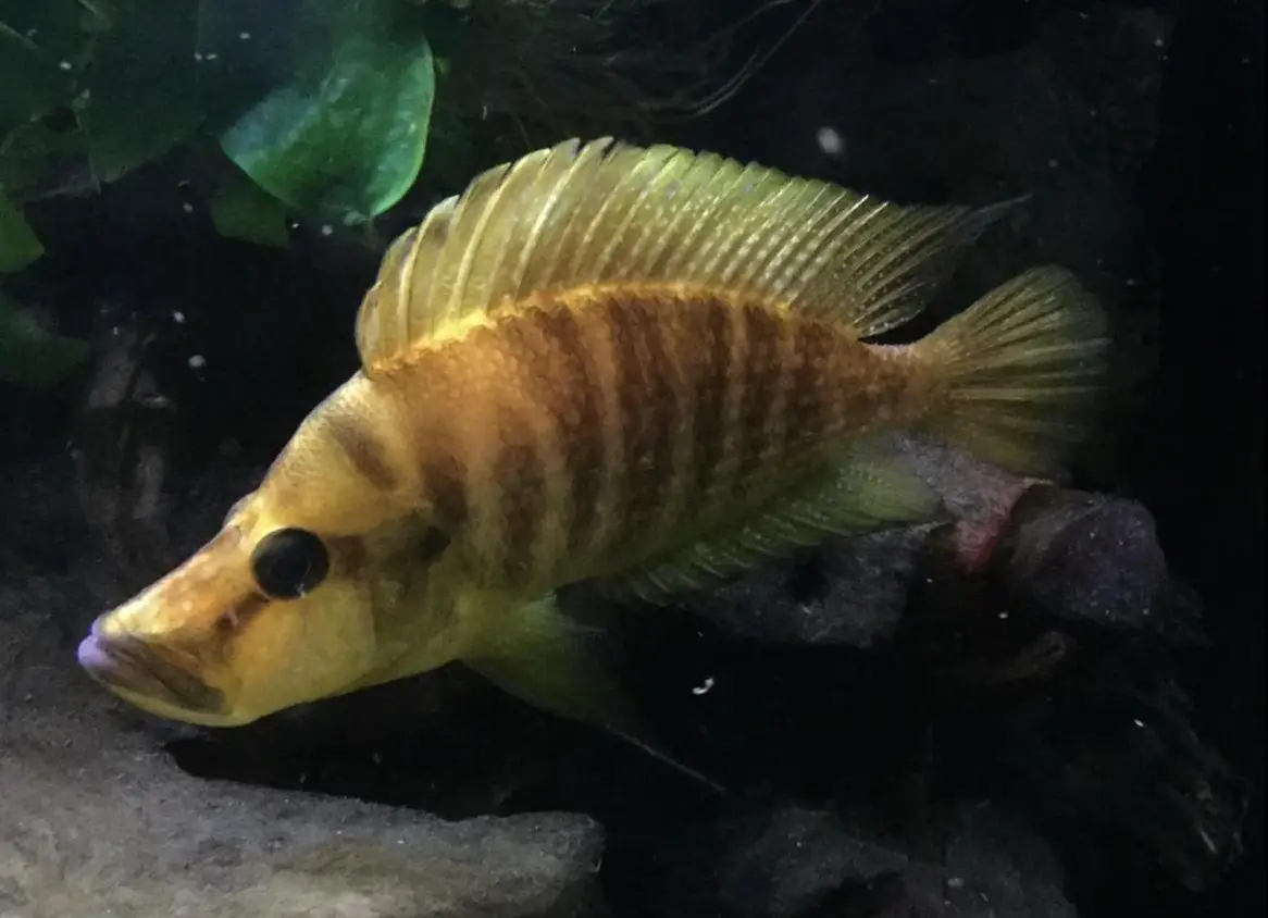 Tanganjika-Buntbarsche - Altolamprologus, Neolamprologus, Julidochromis etc.