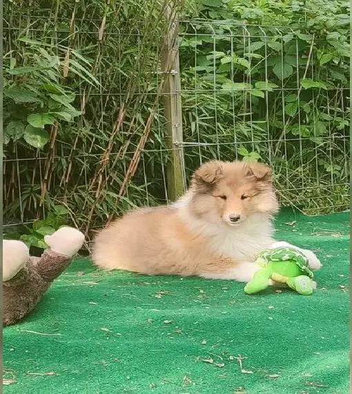 Collie - Schau den Unterschied