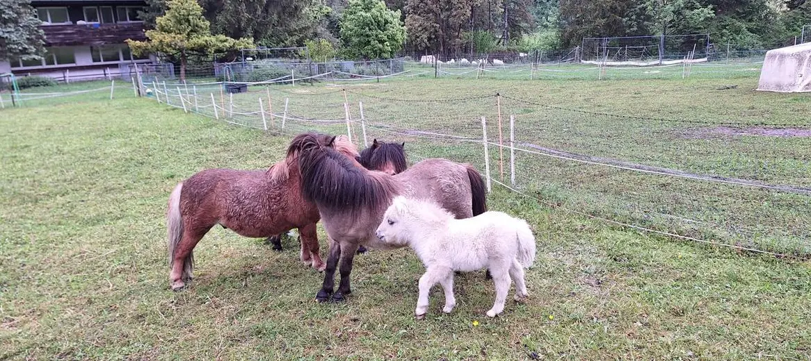 Biete seriöse Fohlenweide für Minishetty Stutfohlen