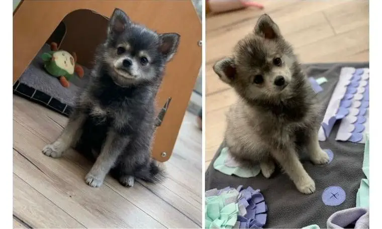 Abgabebereit Toy&Mini Pomsky F2b Welpe HÜNDIN Pomeranian Zwergspitz x Pomsky Mix Minihusky