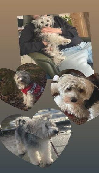 Chinesischer powder puff