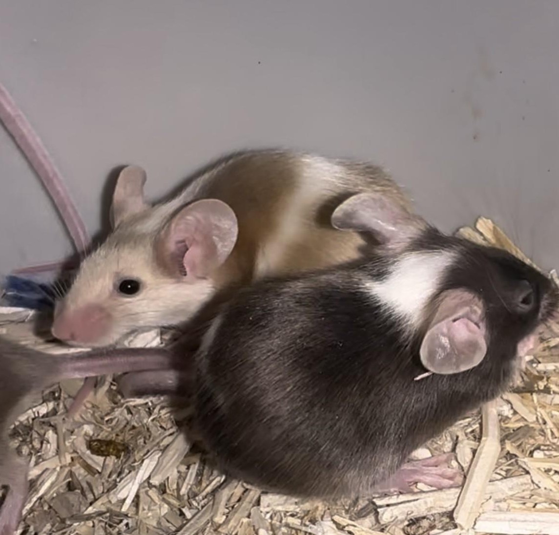 Junge Farbmäuse suche ein artgerechtes Zuhause