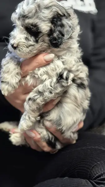 Maltipoo Welpen