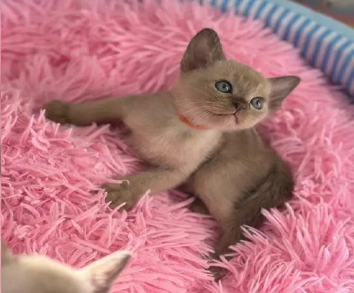 Burma Kitten mit Stammbaum