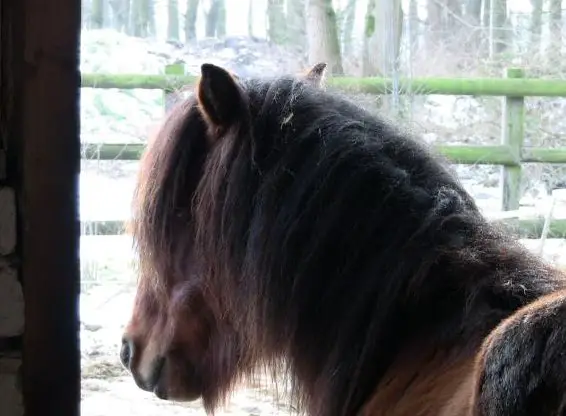 Wulfenhof | Reitschule, Reitunterricht auf Islandpferden