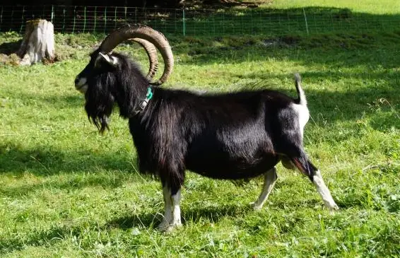 Bündner Strahlenziegen Bock, sehr zutraulich