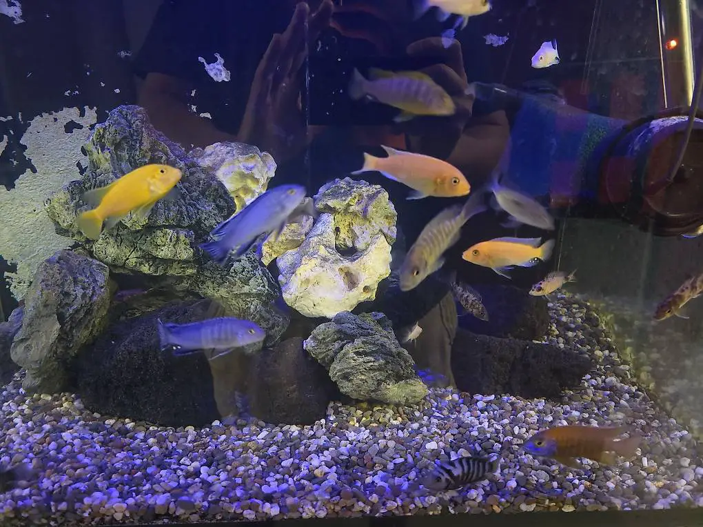 Diverse Barsche suchen ein neues Zuhause