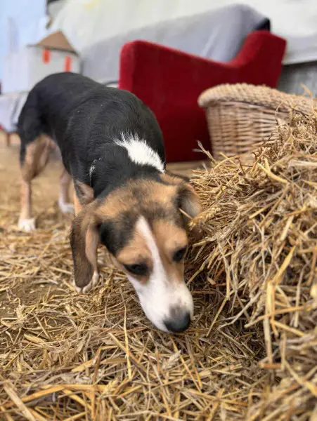 Afrodite: Mischling, ca. 1,3 Jahre, auf PS in 72820 Sonnenbühl