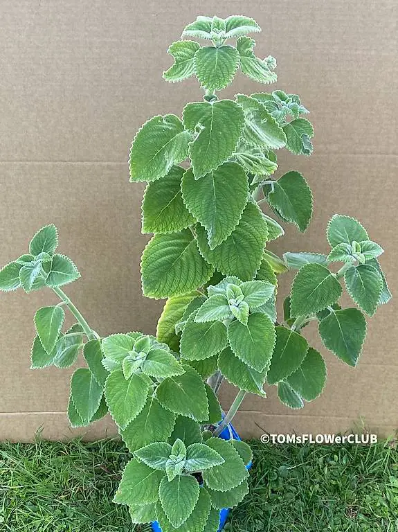 Plectranthus Mount Carbine / australisches Zitronenblatt