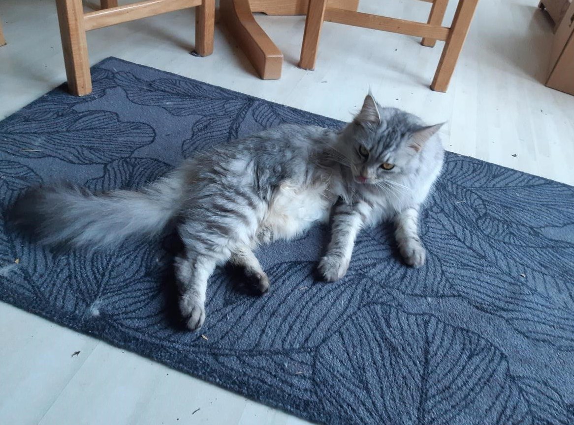 Deckkater Maine Coon nicht reinrassig gesucht