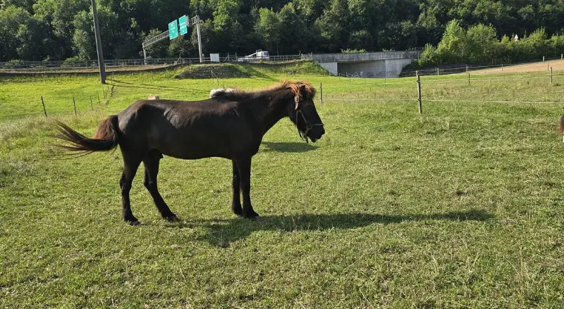Isländer Pflegen, spazieren, Bodenarbeit, verwöhnen...