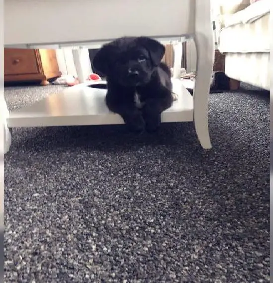 Welpen suchen ein Zuhause