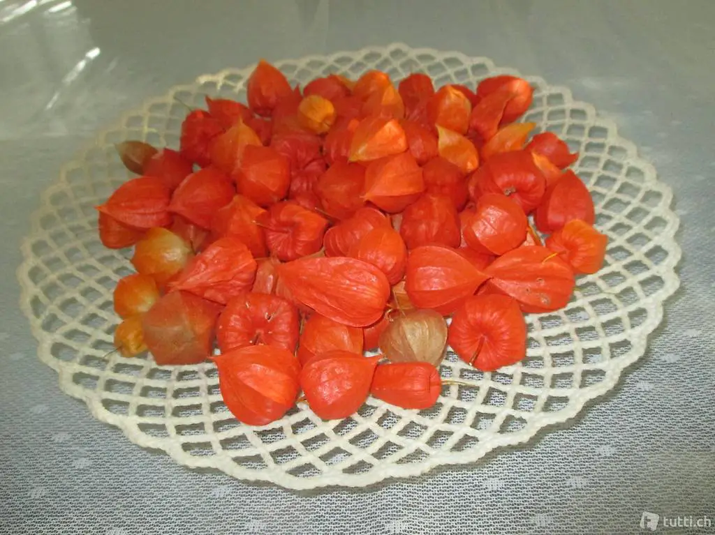 shabby chic schale mit 50 lampionblume-osten