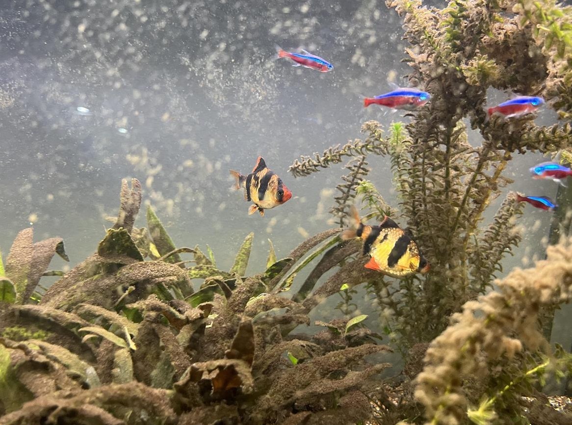 5 Sumatrabarben (1 Rosa) gratis abzugeben